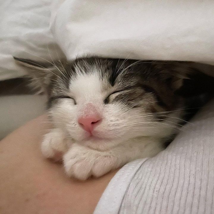 sleeping happy kitten